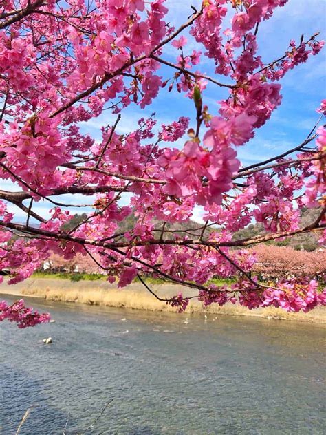 Where To See Early Cherry Blossoms Near Tokyo In Kawazu Shizuoka