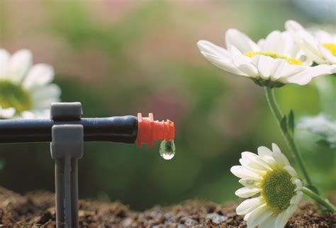The 6 Rules For Watering Your Plants Bluegrass Lawncare