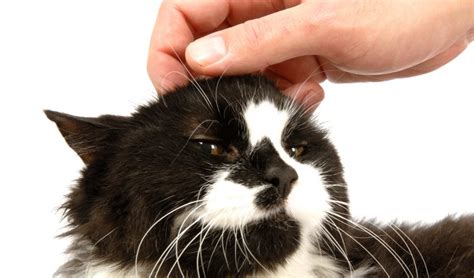 Why Cats Love Getting Their Head Scratched •