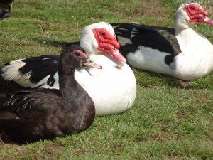 Guide for choosing the best pets. Muscovy Duck - Facts, Habitat, Diet, Behavior, As Pets, Photos