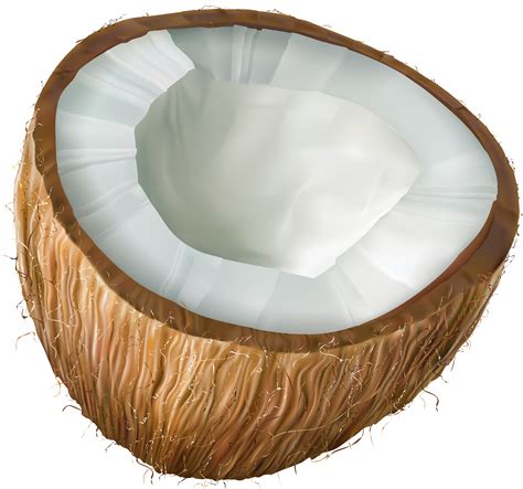 Coconut Clip Art 20 Free Cliparts Download Images On Clipground 2021