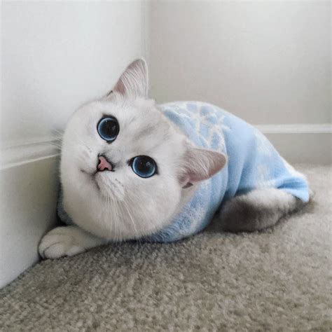 This Cat Has The Most Beautiful Eyes Ever Bored Panda