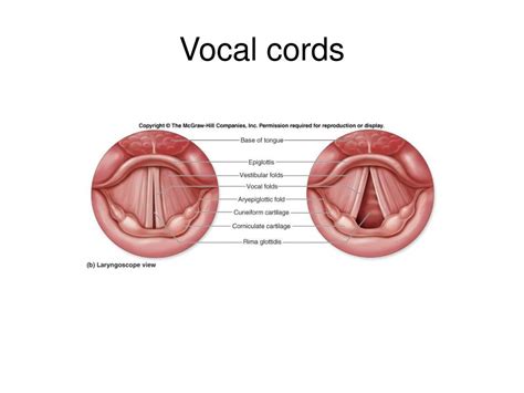 Vocal Cord Anatomy Diagram