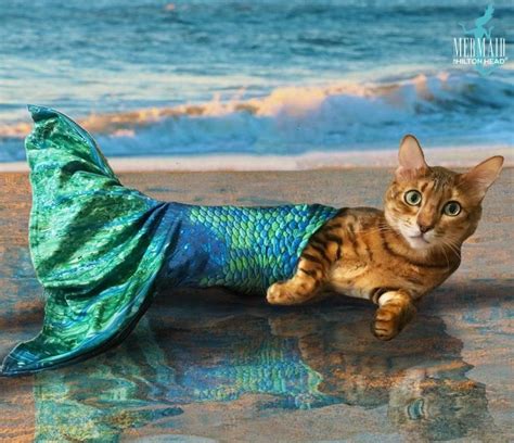 Magical Purrmaid A Cat In A Mermaid Tail