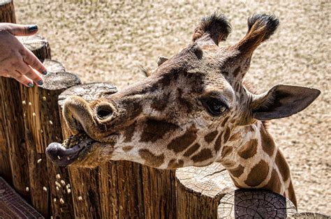 See Rare And Exotic Animals At Wildlife World Zoo Phoenix
