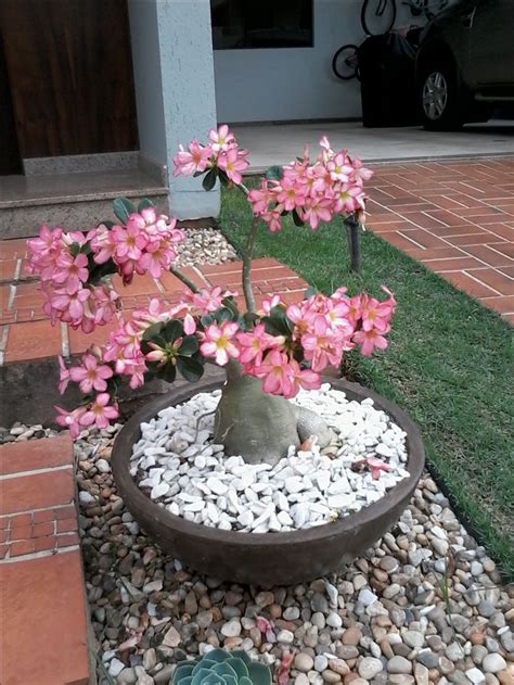 Zygocactus or christmas cactus for our northern hemisphere friends have been grown in australia since before my grandmothers day. 077f6f492a5320a2bc94f0079ccb0ae7.jpg (736×981) | Desert ...