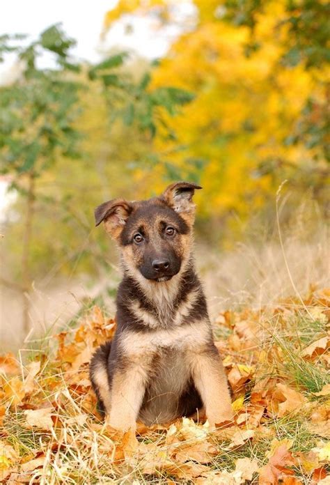 Many reasons make it the most popular choice by owners, but before deciding on what type of german shepherd puppies you are going to buy, you will want to know the reason why you want this type of puppy. 19 Reasons German Shepherds Are Actually The Worst Dogs To Live With