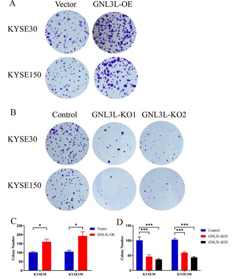 Results Of Clone Formation Assays For Gnl3l Overexpression And