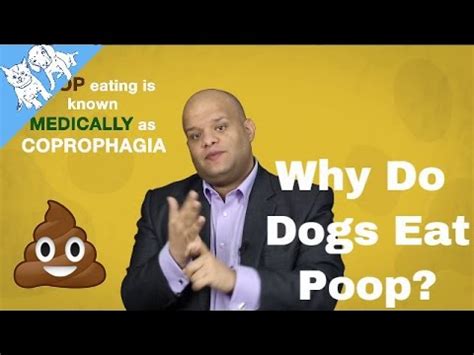 Check spelling or type a new query. Why Do Dogs Eat Their Poop? - YouTube