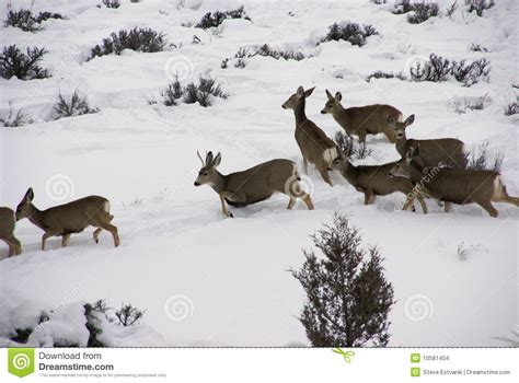 Mule Deer Herd In Deep Snow Stock Images Image 10581404