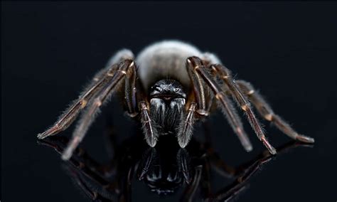 6 Black Spiders In Michigan A Z Animals