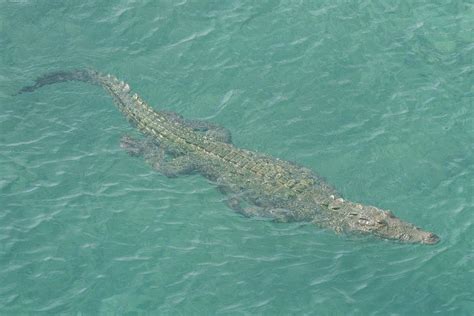Do Crocodiles Swim In The Ocean In Australia