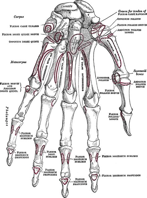 Human Skeleton Anatomy Human Body Anatomy Muscle Anatomy Hand Bone My