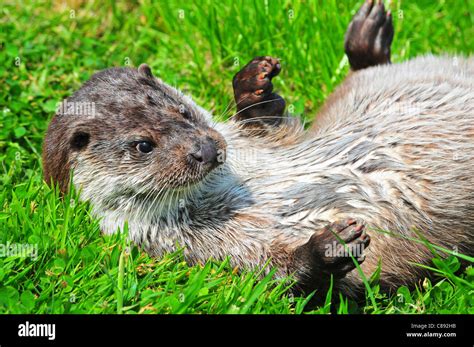 Otter British Wildlife Centre Stock Photo Alamy