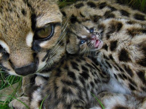 Zooborns — Margay Kitten Blends In With Mom At Bioparque