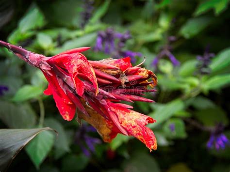 Red Canna Lily Flower Stock Image Image Of Nature Botanical 259213719