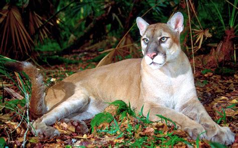 Why did columbus go west? Hundreds of Panther Sightings Reported in Florida ...