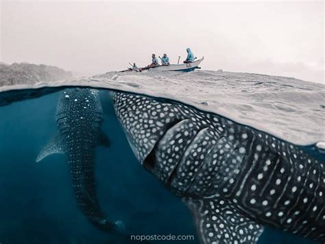 Oslob Whale Shark Experience Ultimate Guide 2021
