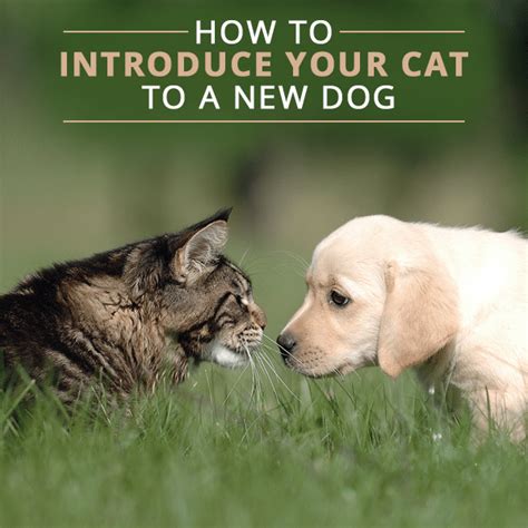 How To Introduce Your Cat To A New Dog