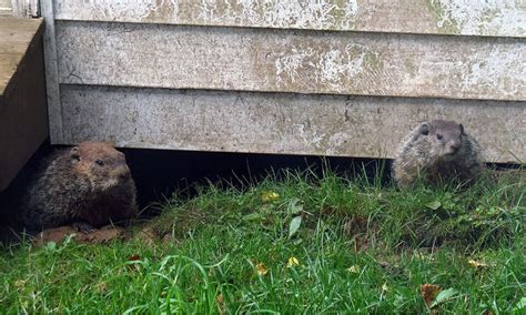 17 Natural Ways To Get Rid Of Groundhogs Dre Campbell Farm