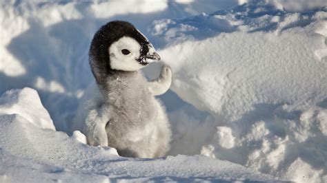 Cute Penguin Baby In Snow Hd Wallpapers