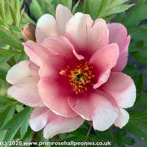 Paeonia Pink Double Dandy Intersectional Itoh Mid Season Flowering