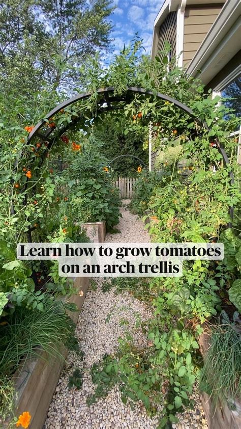 Learn How To Grow Tomatoes On An Arch Trellis An Immersive Guide By