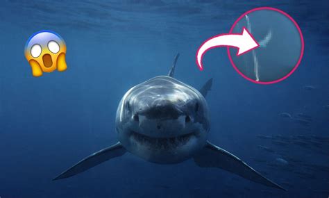¿un Megalodón Graban A Un Tiburón Gigante Que Recuerda Al Extinto
