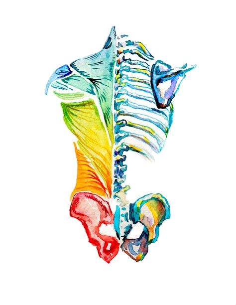Pin By Wang On 二柱子 Biology Art Human Anatomy Art Anatomy Art