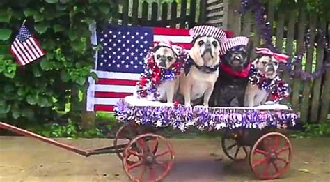 Video 4 Pugs Parade On A Patriotic 4th Of July Float Bold And