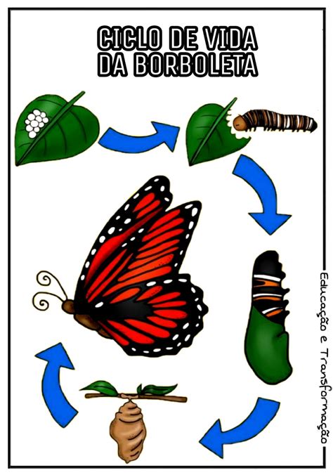 Ciclo De Vida Da Borboleta Livrinho Para Montar E Preencher Com Informa Es Sobre O Ciclo De