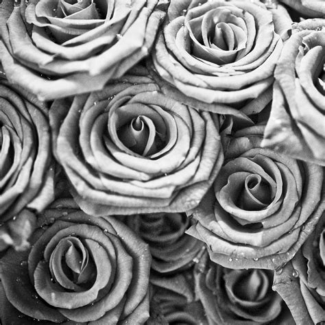Black And White Rose Wallpaper Wallpapersafari