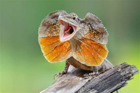 Frilled Neck Lizard And Their Quirks Pets Nurturing
