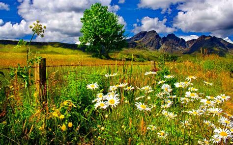 Spring Landscape Chamomile Flowers And Green Grass Mountains Blue Sky And White Cloud