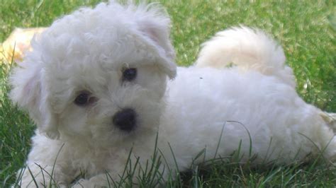 Bichon Frise Wallpapers Wallpaper Cave