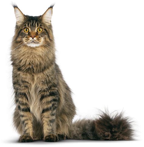 Itu semua tak lepas dari sifat kucing yang ramah dan mudah bergaul dengan siapapun. 50 Jenis Kucing di Dunia Beserta Sejarah Lengkap