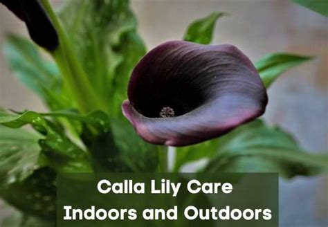Pink calla lily has become favorite house plant, and it's easy to see why! Calla Lily Care Indoors and Outdoors - Multigardening