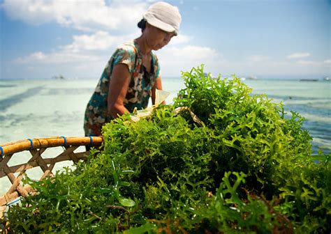 Seaweed Farming Stock Photos Pictures And Royalty Free Images Istock