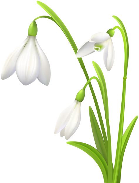 Snowdrop Flower Clipart Kisvackor Mindennapjai