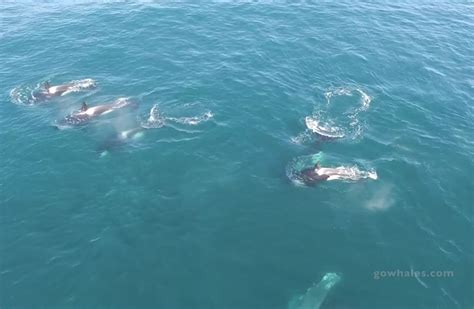 Humpbacks Block Killer Whale Feeding Frenzy In Wild Video Live Science