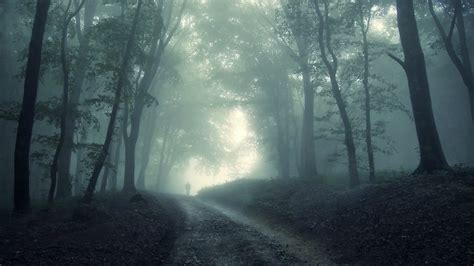 Dark Forest Iphone Wallpaper 74 Images