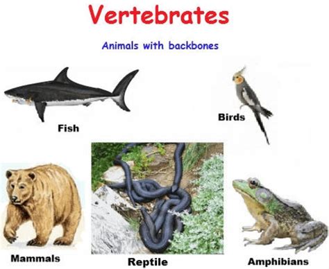 Mammals Vertebrates Or Animals With Backbones Omission - Pets Lovers