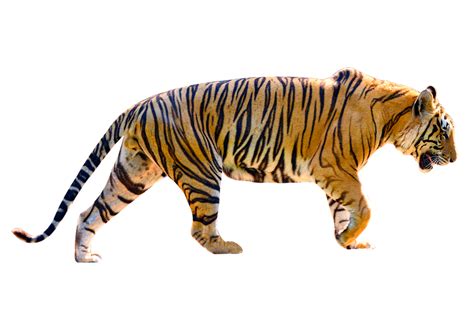 Tiger Isolate Full Body 12807702 PNG