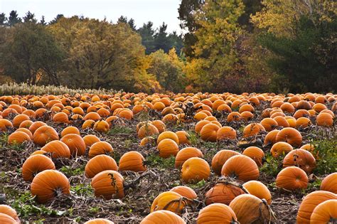 Fall Pumpkin Wallpapers Top Những Hình Ảnh Đẹp