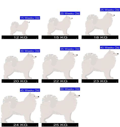 How Much Should Samoyed Weigh Samoyed Weight Calculator