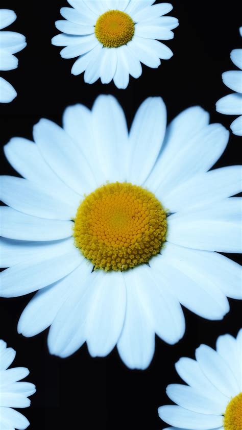 2160x3840 Marguerite White Flower Bloom Wallpaper White Flowers