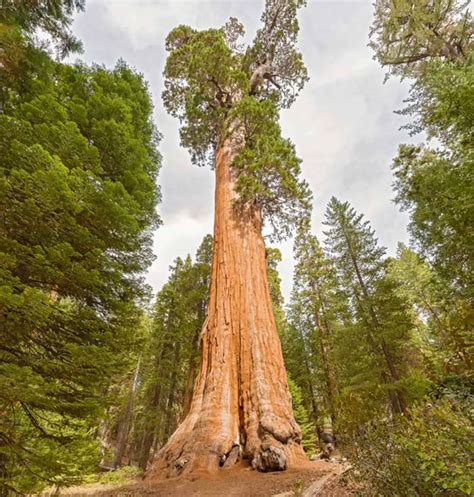 Ciclo De Vida Da Sequoia E Tamanho Da Árvore Mundo Ecologia