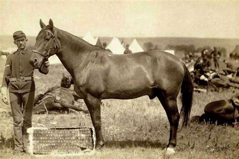Top 10 Famous War Horses In History Wonderslist