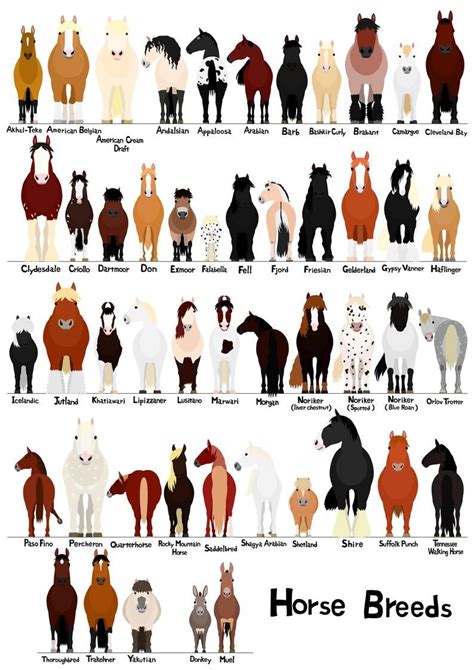 Various Breeds Of Horses Chart Svg  Png 1620 Etsy