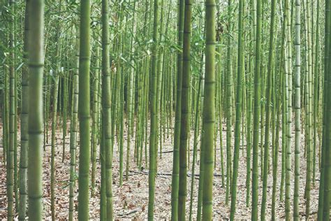 Green Bamboo Trees During Daytime Photo Free Plant Image On Unsplash